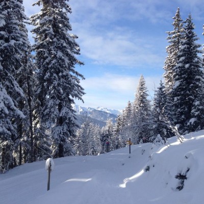 Snowy landscape